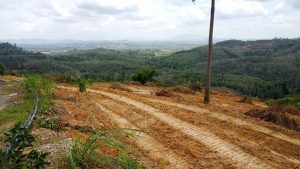 Land Clearing